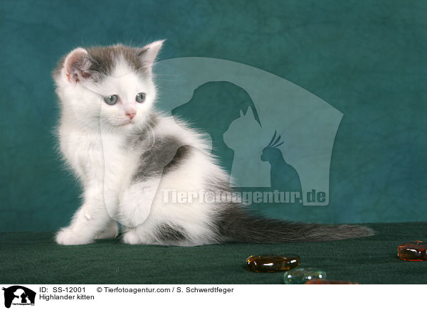 Highlander Ktzchen / Highlander kitten / SS-12001