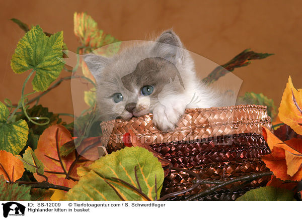 Highlander kitten in basket / SS-12009