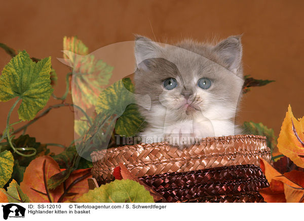 Highlander kitten in basket / SS-12010