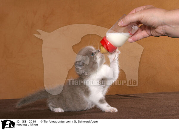 feeding a kitten / SS-12019