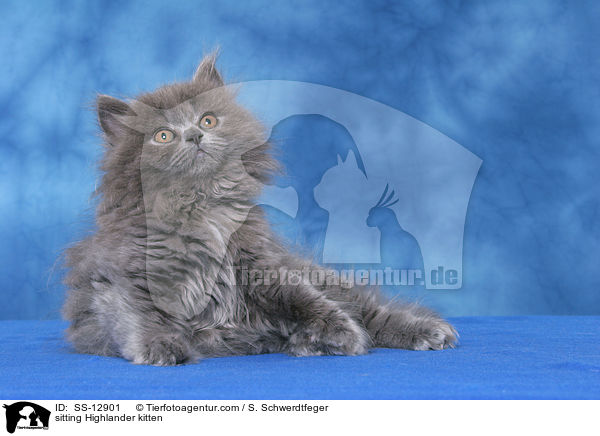 sitzendes Highlander Ktzchen / sitting Highlander kitten / SS-12901
