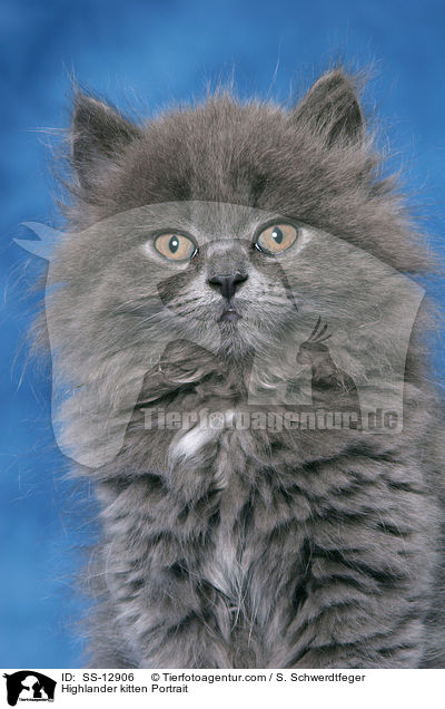 Highlander kitten Portrait / SS-12906