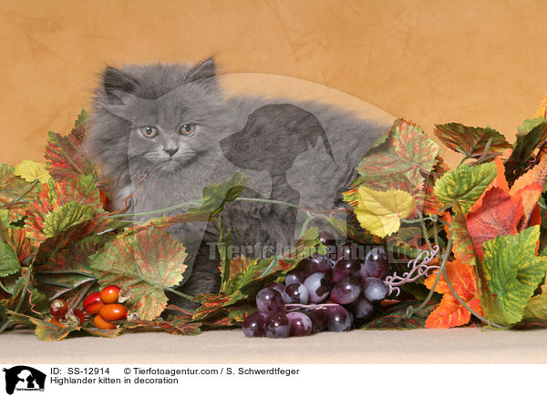 Highlander kitten in decoration / SS-12914