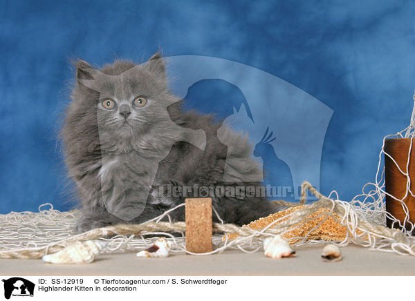 Highlander Kitten in decoration / SS-12919