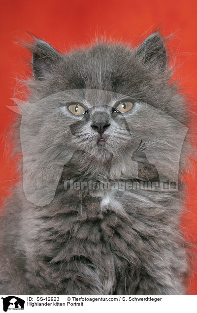 Highlander kitten Portrait / SS-12923