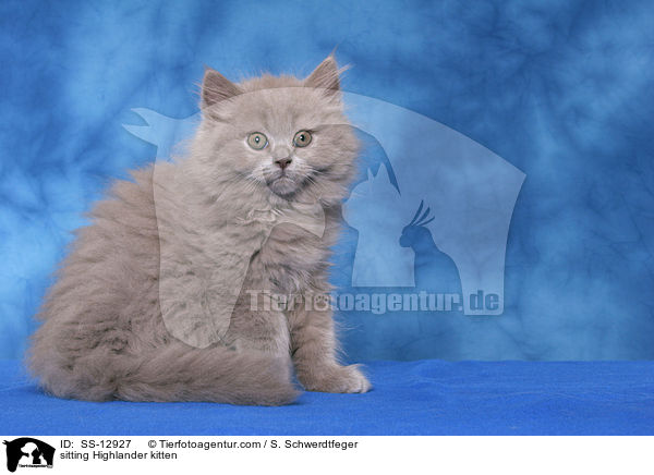 sitting Highlander kitten / SS-12927