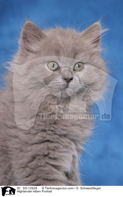 Highlander kitten Portrait / SS-12928