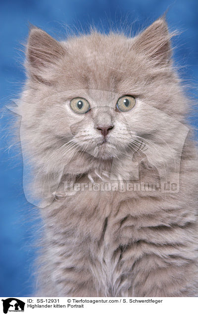 Highlander Ktzchen Portrait / Highlander kitten Portrait / SS-12931