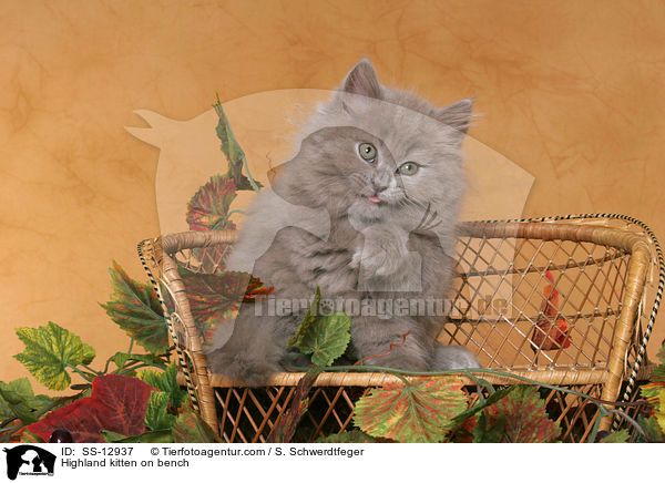 Highland kitten on bench / SS-12937