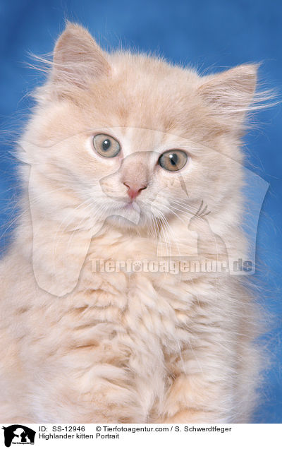 Highlander kitten Portrait / SS-12946