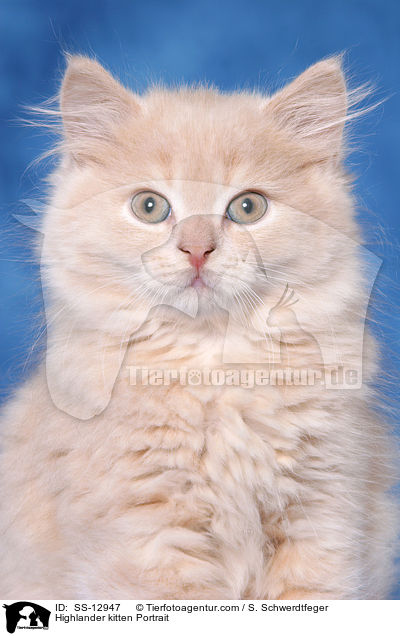 Highlander kitten Portrait / SS-12947