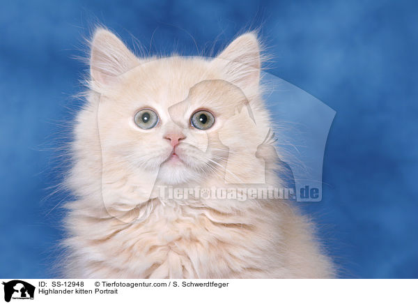 Highlander kitten Portrait / SS-12948
