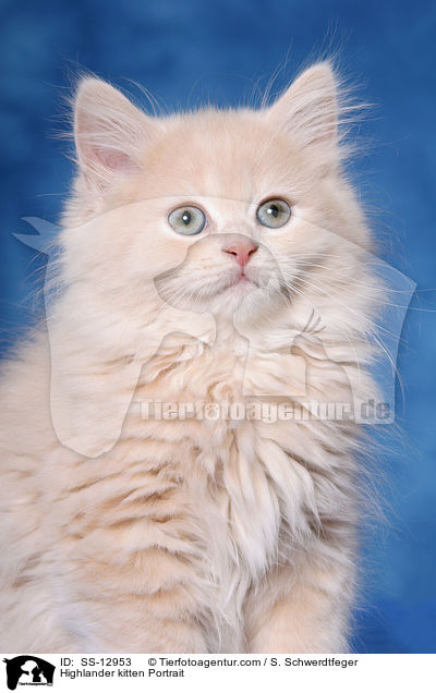 Highlander kitten Portrait / SS-12953