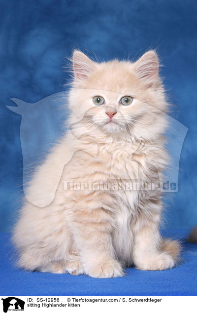sitting Highlander kitten / SS-12956