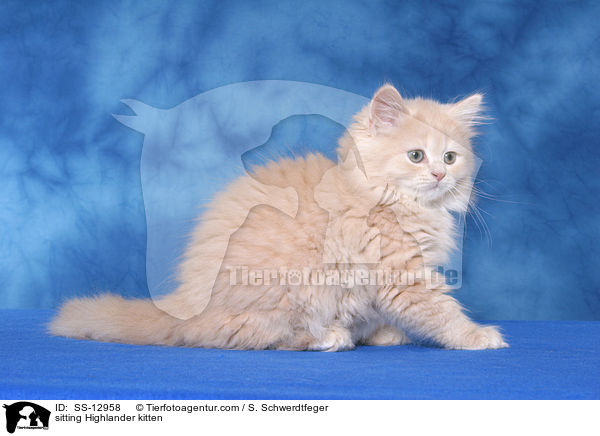 sitzendes Highlander Ktzchen / sitting Highlander kitten / SS-12958