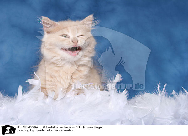 yawning Highlander kitten in decoration / SS-12964