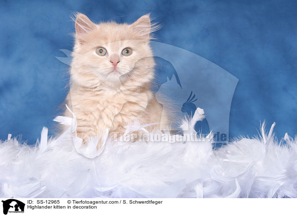 Highlander kitten in decoration / SS-12965