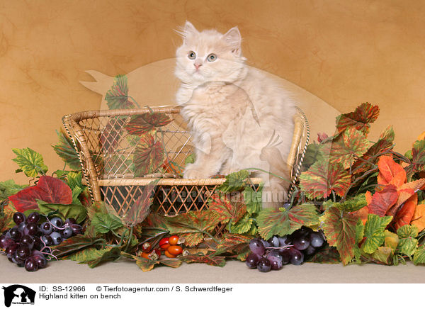Highland kitten on bench / SS-12966