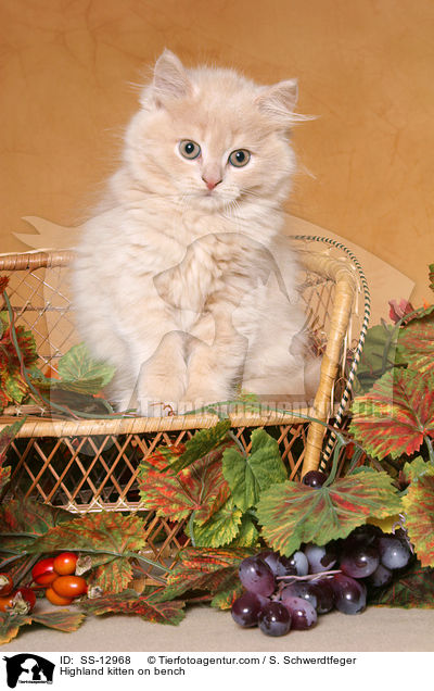 Highland kitten on bench / SS-12968