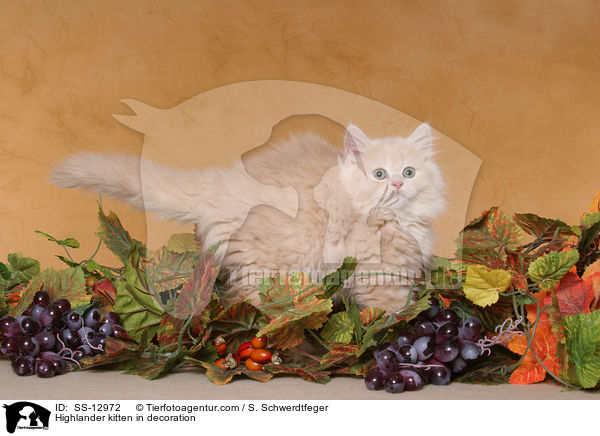 Highlander kitten in decoration / SS-12972
