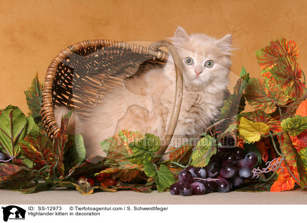 Highlander kitten in decoration / SS-12973