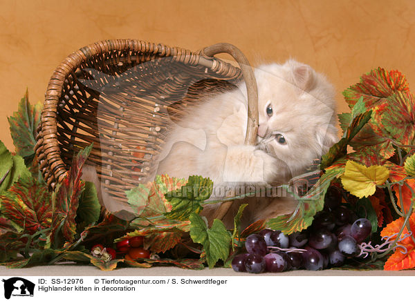 Highlander kitten in decoration / SS-12976