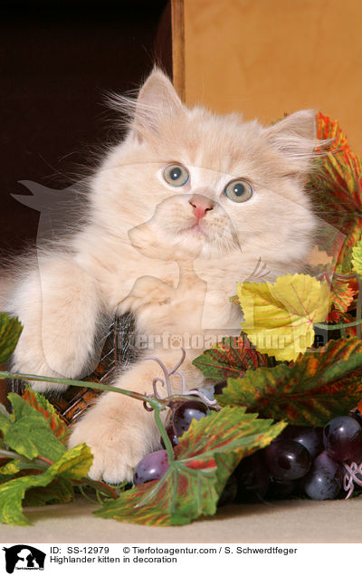 Highlander kitten in decoration / SS-12979
