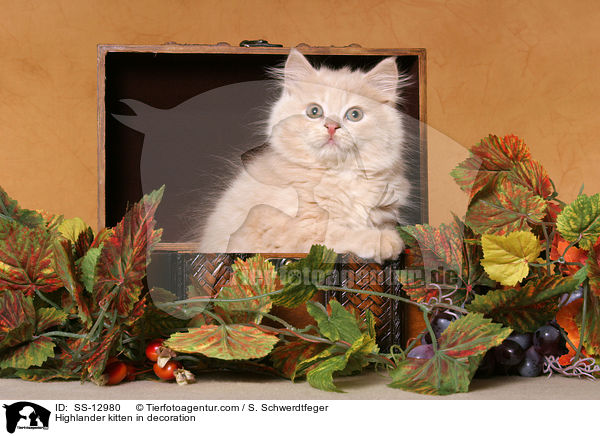 Highlander Ktzchen in Deko / Highlander kitten in decoration / SS-12980