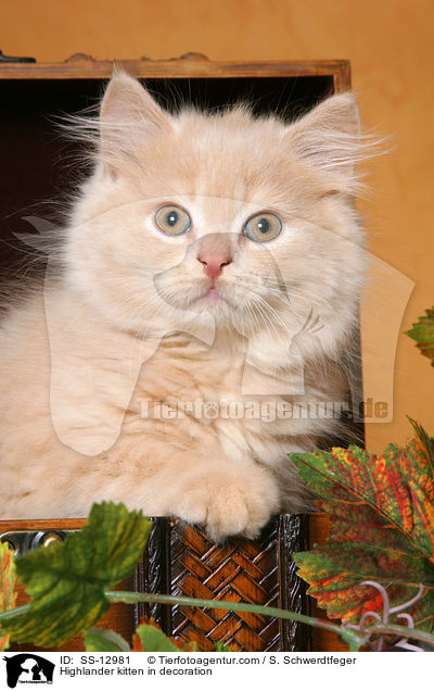 Highlander kitten in decoration / SS-12981