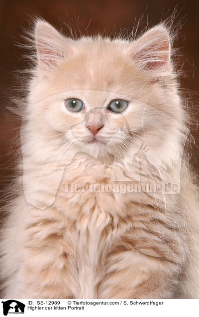 Highlander kitten Portrait / SS-12989
