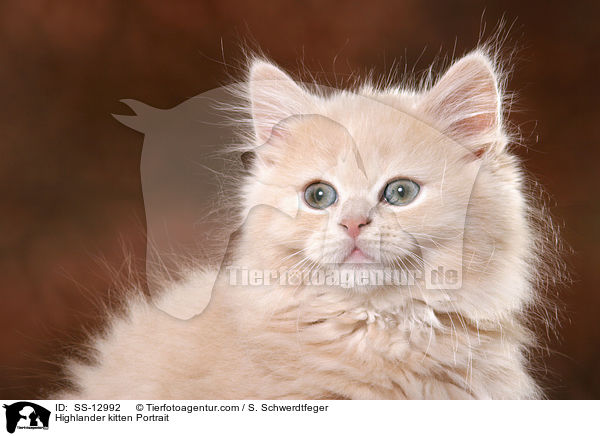 Highlander kitten Portrait / SS-12992
