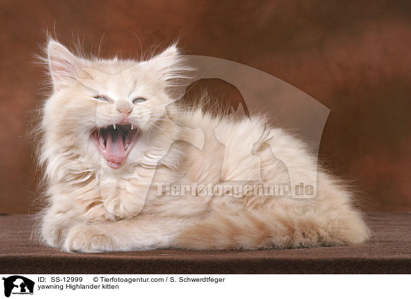 yawning Highlander kitten / SS-12999
