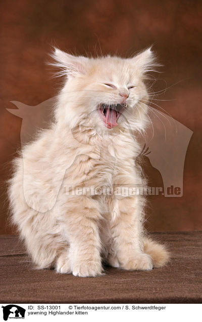 yawning Highlander kitten / SS-13001