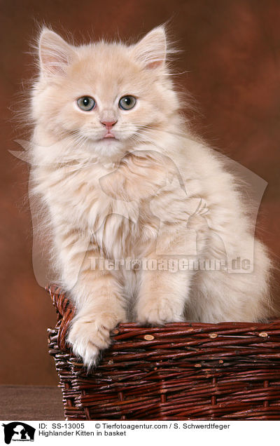 Highlander Kitten in basket / SS-13005