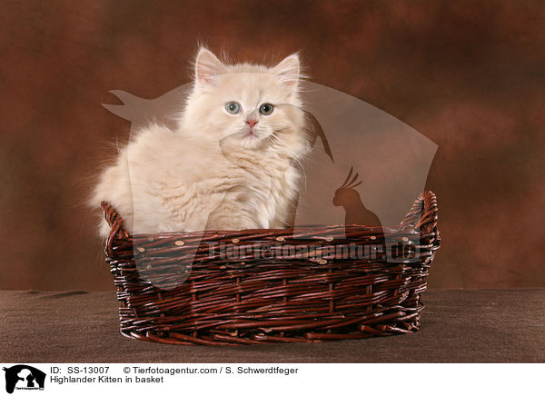 Highlander Kitten in basket / SS-13007