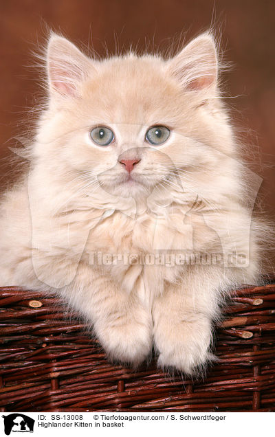 Highlander Kitten in basket / SS-13008