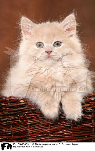 Highlander Kitten in basket / SS-13009