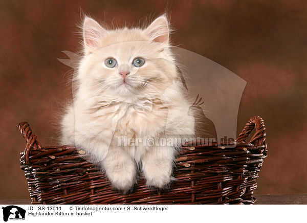 Highlander Kitten in basket / SS-13011