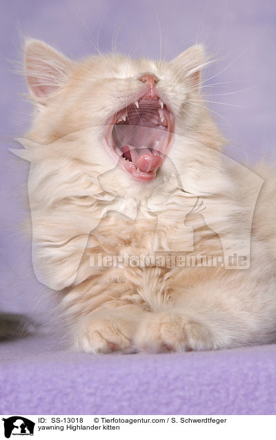yawning Highlander kitten / SS-13018