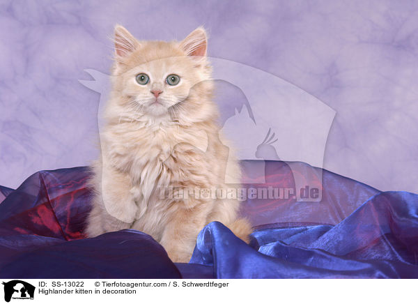 Highlander kitten in decoration / SS-13022