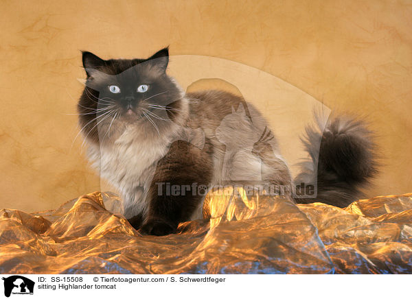 sitzender Highlander Kater / sitting Highlander tomcat / SS-15508