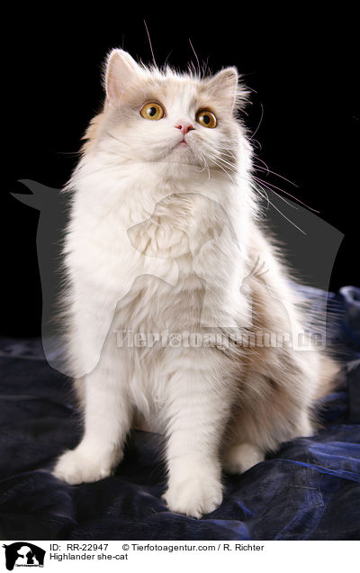 Highlander Ktzin / Highlander she-cat / RR-22947