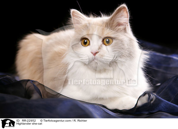 Highlander Ktzin / Highlander she-cat / RR-22952