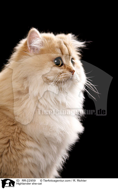 Highlander Ktzin / Highlander she-cat / RR-22959