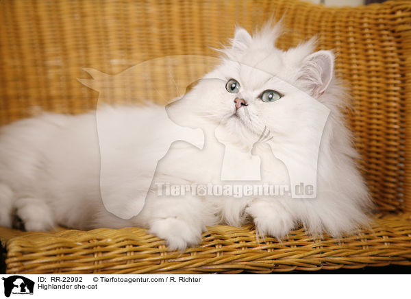 Highlander Ktzin / Highlander she-cat / RR-22992