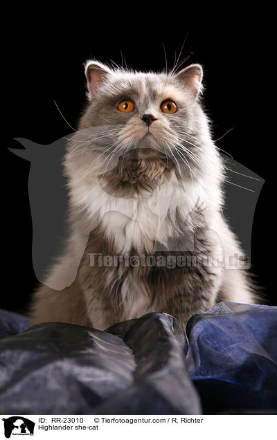 Highlander Ktzin / Highlander she-cat / RR-23010