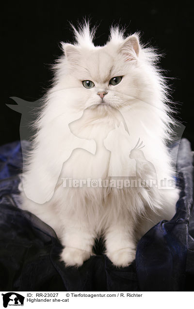 Highlander Ktzin / Highlander she-cat / RR-23027