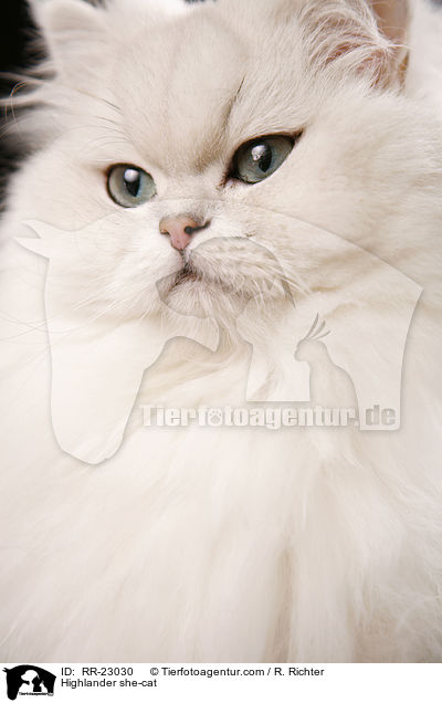 Highlander Ktzin / Highlander she-cat / RR-23030