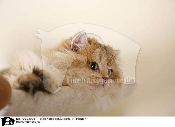 Highlander Ktzin / Highlander she-cat / RR-23036