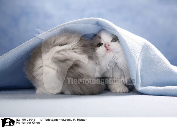 Highlander Ktzchen / Highlander Kitten / RR-23046